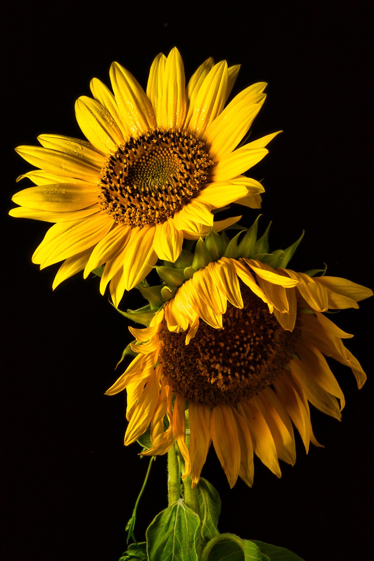 sunflowers