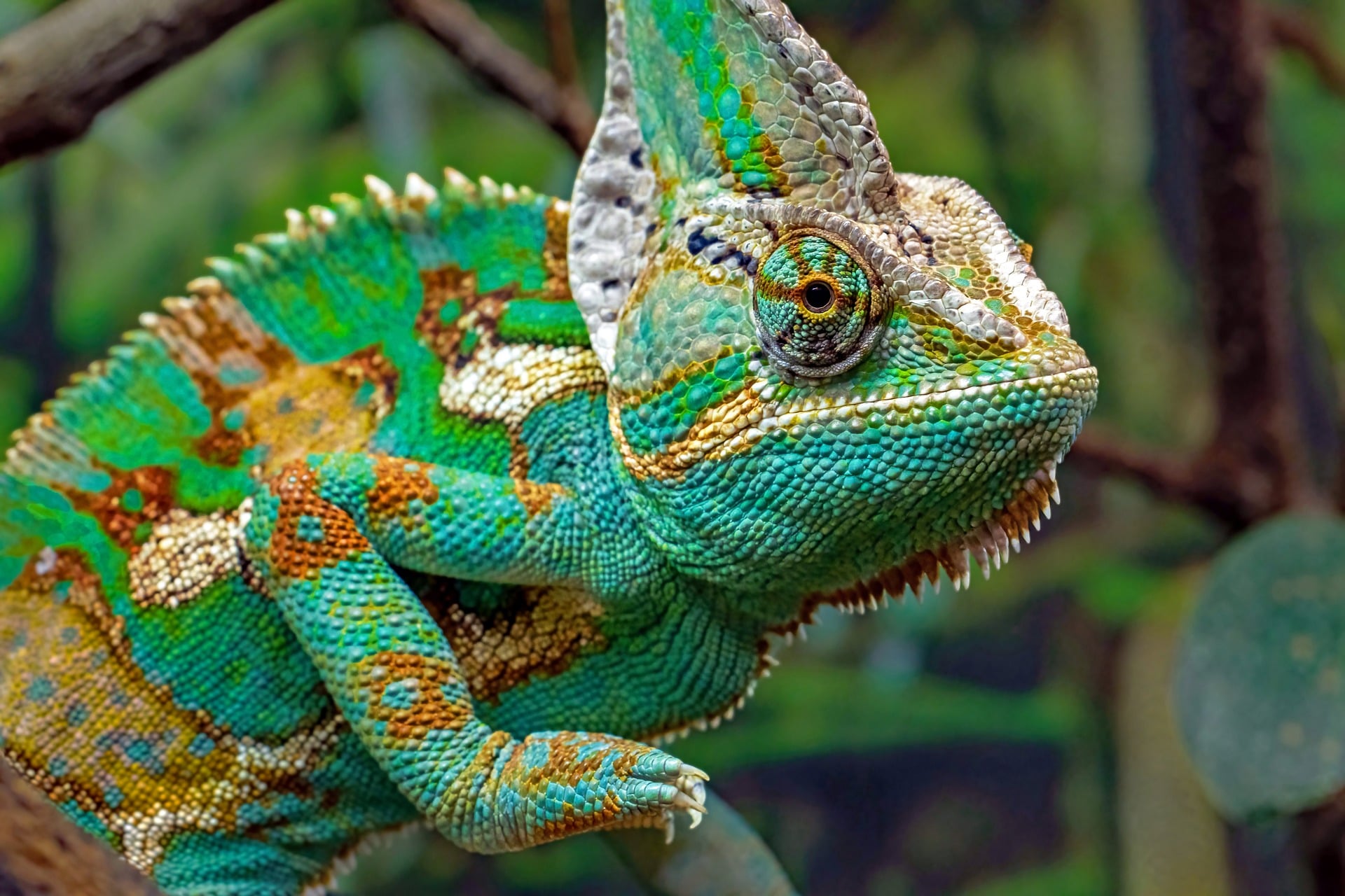 chameleon