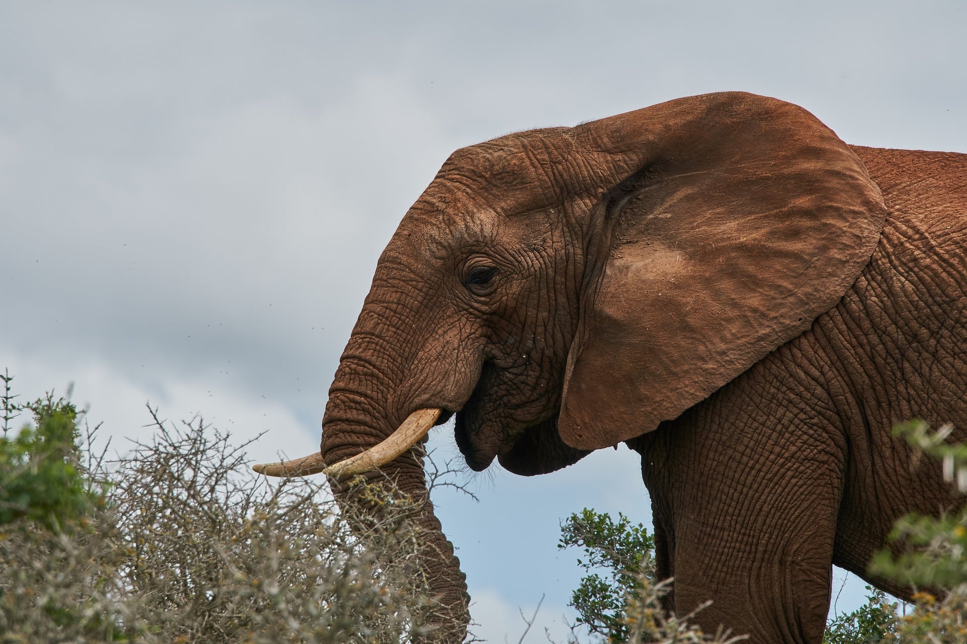 elephant