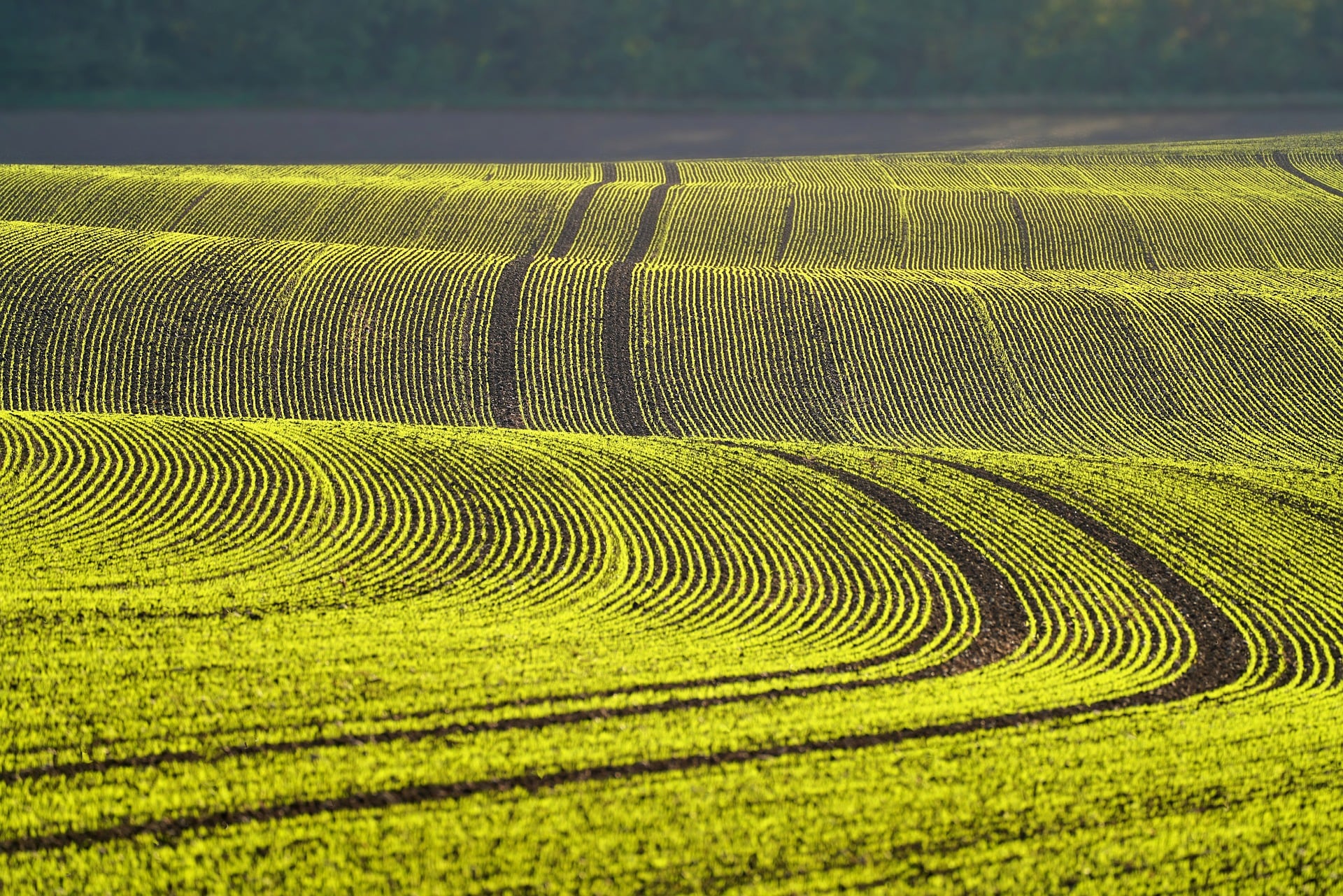 field